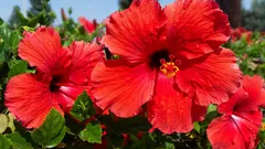 Heimische Tropen: Geheimtipps, damit dein Hibiskus die ganze Saison blüht