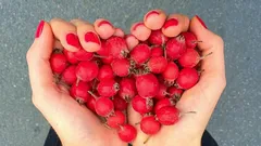 Was dem Herzen wirklich hilft – und warum Beeren auf dieser Liste stehen