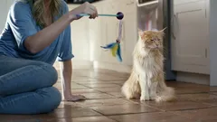 Welche Menschen Katzen wirklich respektieren – und wen sie ignorieren