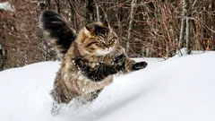 Haben Sie auch gesehen, wie eine Katze über den Schnee läuft? Das passiert tatsächlich mit ihren Pfoten