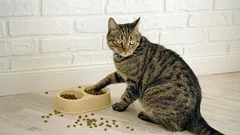 Warum die Katze nicht aus dem Napf frisst – und Sie vorwurfsvoll anschaut