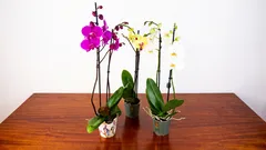 So bringst du deine Orchidee zu Hause wieder zum Blühen