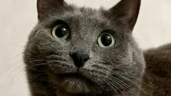 Du redest mit deiner Katze – und sie hört wirklich zu? Die Wissenschaft erklärt’s